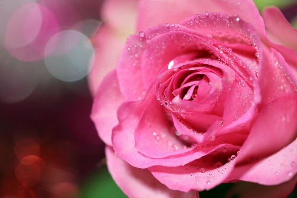 Gouttes de rosée tombées sur les pétales de rose