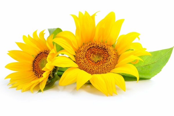 Dwa kwiaty słonecznika na białym tle