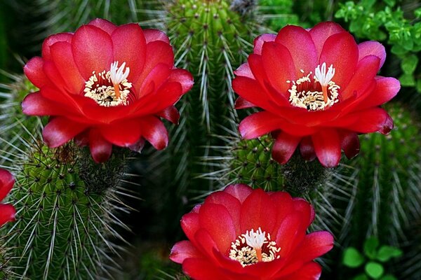 Czerwone Kwitnące Kaktusy. Z igłami