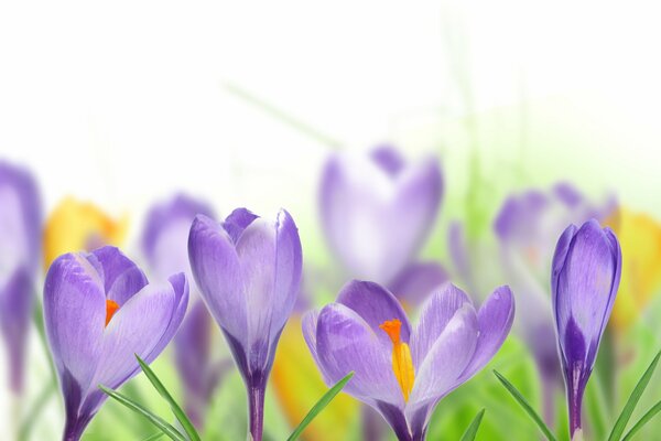 Crocus lilas sur fond blanc