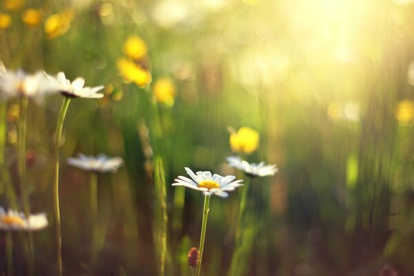 Sonnige Gänseblümchen in der Sommerhitze im Vollbildmodus