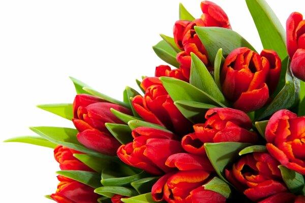 Bouquet von gelb-roten Tulpen auf weißem Hintergrund