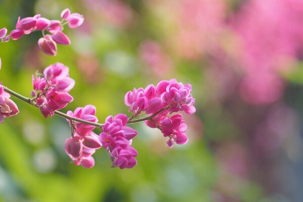 Ein Ast mit geschwollenen rosa Knospen