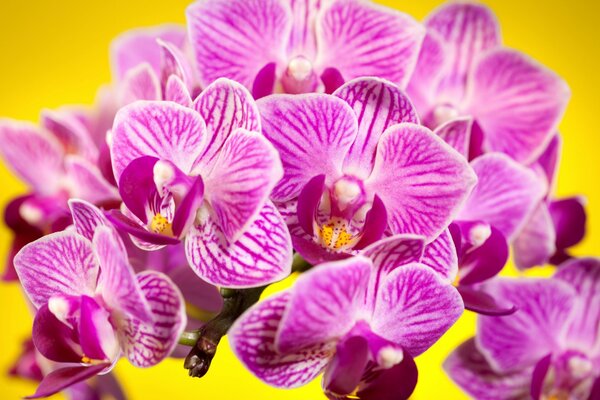 Różowe phalaenopsis na żółtym tle