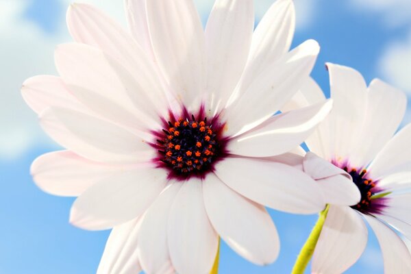 Zarte rosa Blüten auf einem blauen Himmelshintergrund