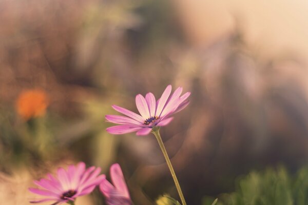 Immagine a schermo intero con fiori rosa su sfondo sfocato