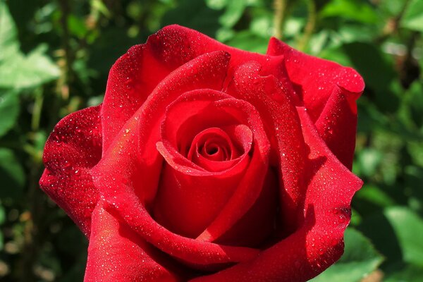 Gorgeous red rosebud in dewdrops