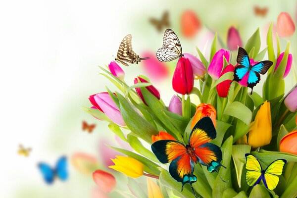 Farfalle colorate in primavera su uno sfondo di fiori di tulipano