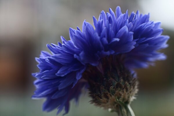 Blue flower. Macro, focus. Blurring