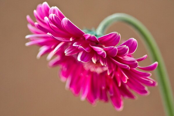 Petals of a pink gerbera flower