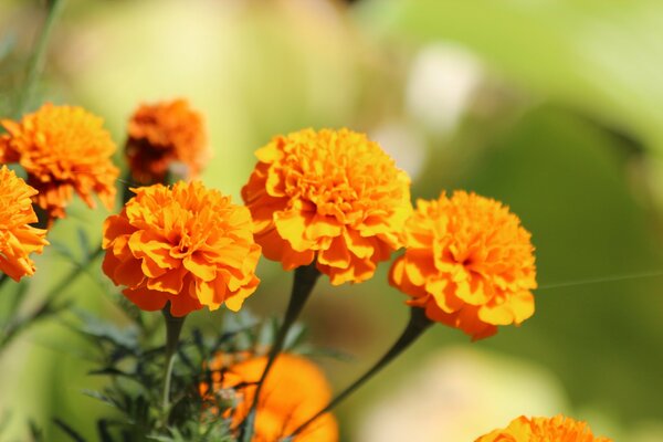 Wonderful orange marigolds in nature