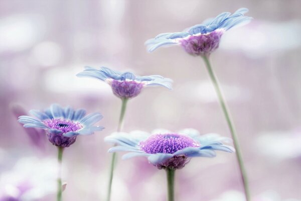 Lila, flores azules sobre un fondo borroso