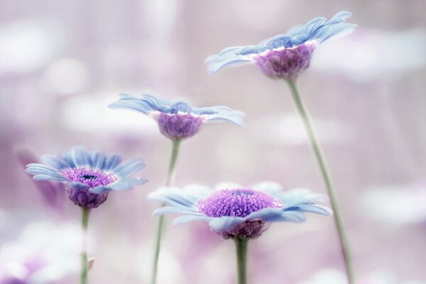 Liliowe, niebieskie kwiaty na rozmytym tle