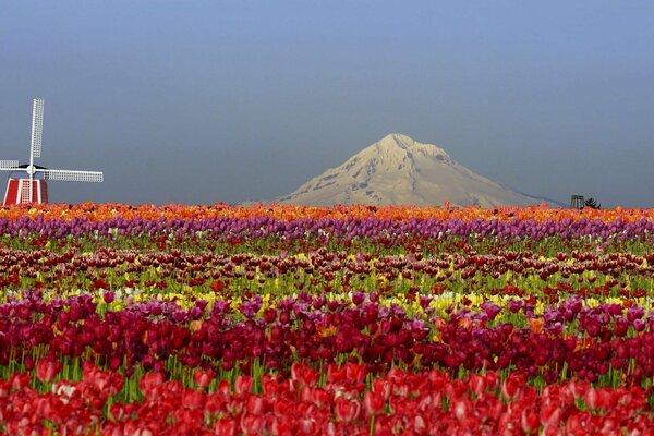 Tulpenfeld. Die Natur. die Schönheit