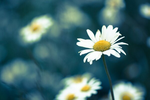 Belles grandes marguerites dans le champ