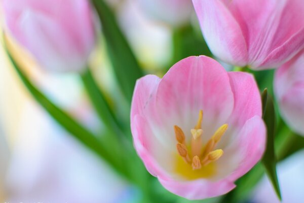 Tulipe de printemps de tulipes roses