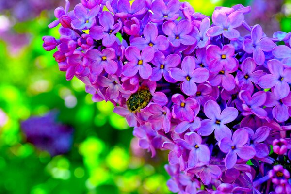 Buisson de lilas lumineux avec Coléoptère