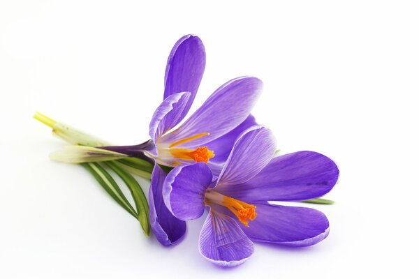 Lilac crocuses on a plain white background