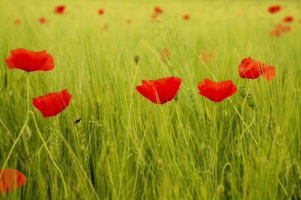 Red poppy heads on a green field