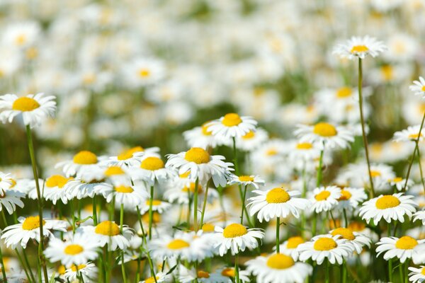 Field daisies look sunny and bright
