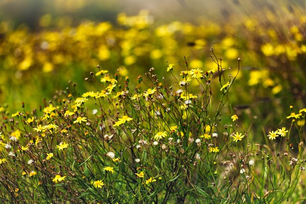 Verschiedene kleine Wildblumen