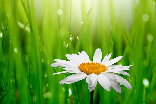 White chamomile in green grass