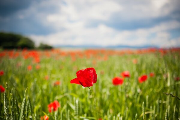 Tulipes rouges parmi les champs verts