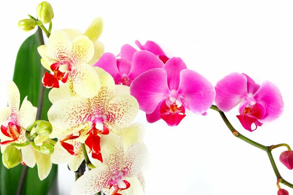 Orchidée en fleurs blanches et roses