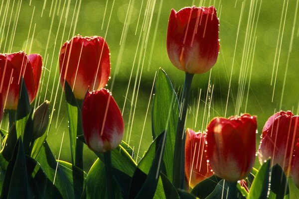 Tulipanes rojos bajo la lluvia de verano