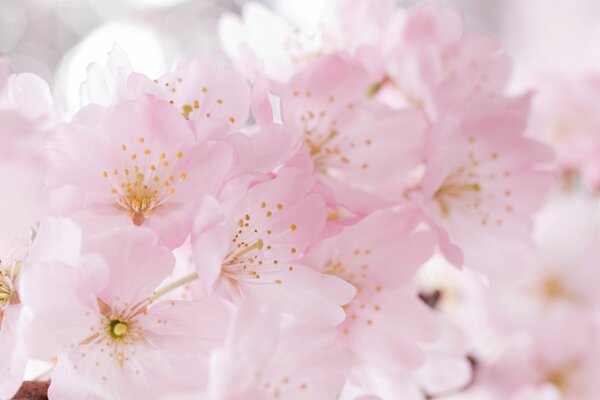 Zarte Sakura erinnerte an den Frühling