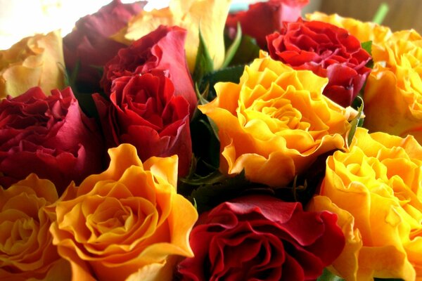 Bouquet of red and yellow roses