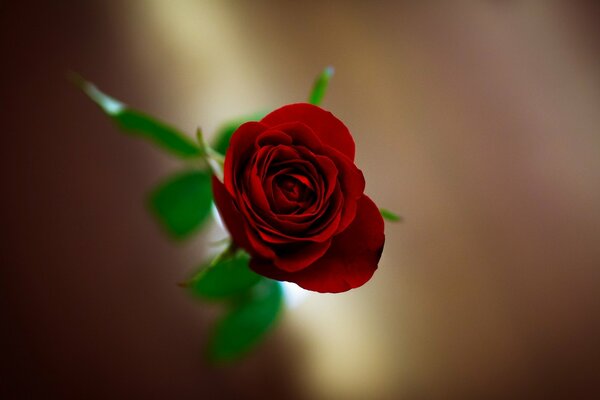Czerwona róża rozmycie tapety
