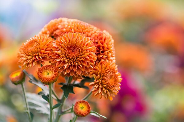 Large orange chrysanthemums on a blurry background