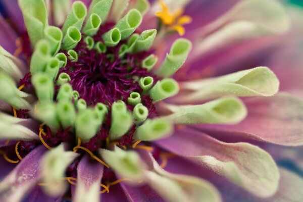 Dahlien-Blume mit rosa Blütenblättern