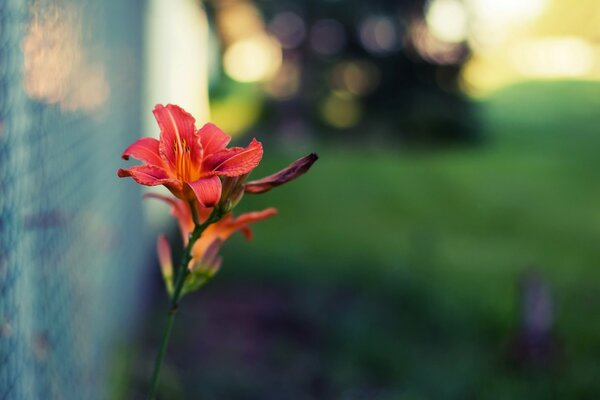 Fiore rosso solitario. Sfondi di grande formato. Foto di alta qualità. Sfocatura