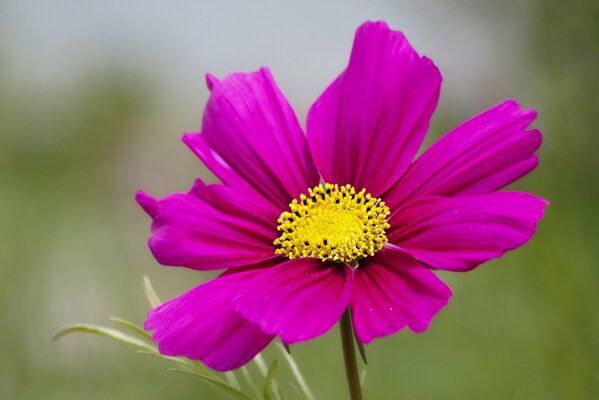 Pink cosmea with a yellow center on green