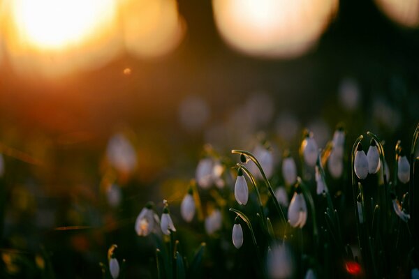 The sun s glare falls on delicate flowers