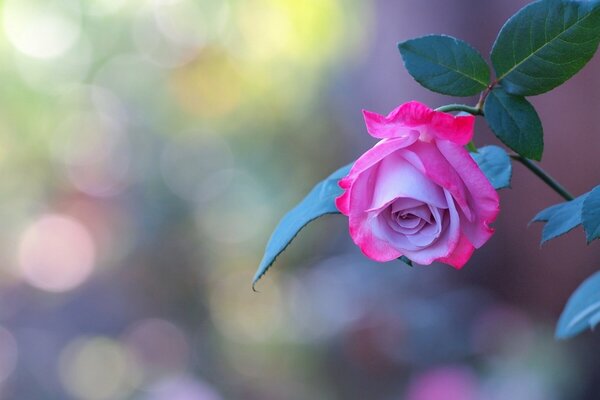 Florece un capullo de rosa suave sobre un fondo borroso de color