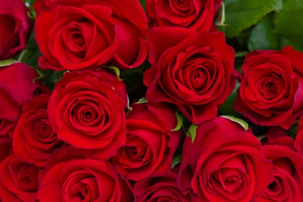 Bouquet de bourgeons de roses rouges