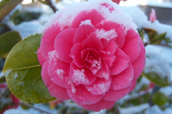 Camelia sotto la neve, una meraviglia delle meraviglie