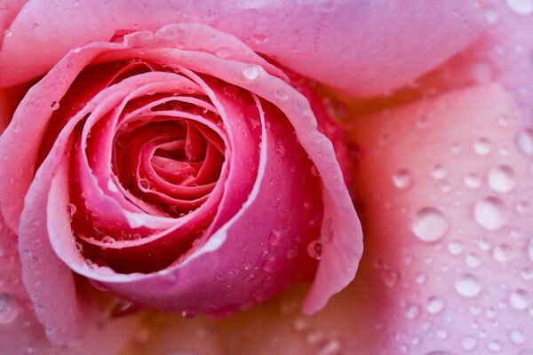 Auf einer rosa Blume sind transparente Tropfen wie Diamanten