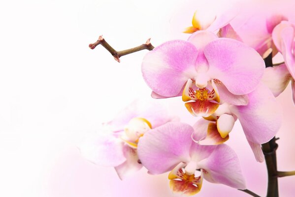 Orchidea rosa tenue. Sfondo chiaro