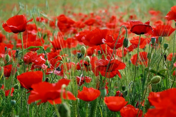 Field of blooming red poppies