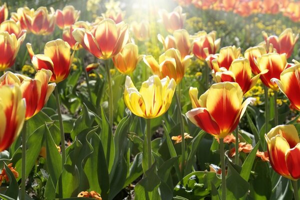 Tulipanes en un nuevo color bajo la luz del sol