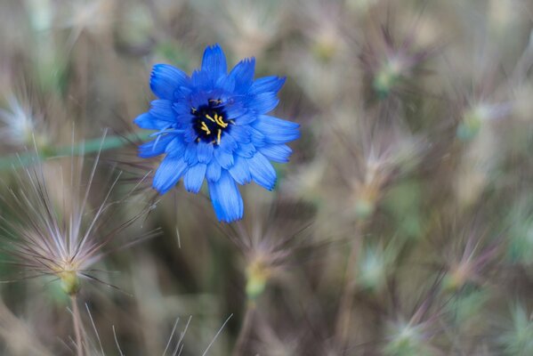 Fiore di campo blu tra erba secca