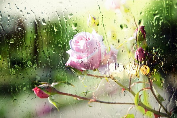 A rosebud on a rainy day