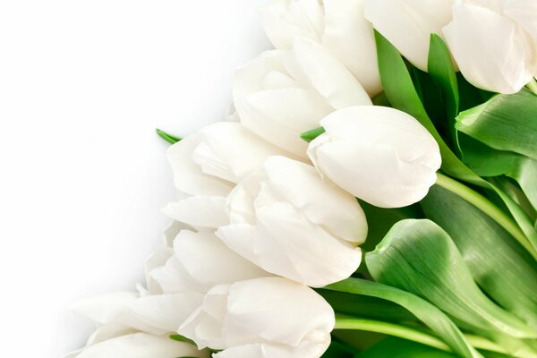 Ein Strauß schneeweißer Tulpen auf weißem Hintergrund