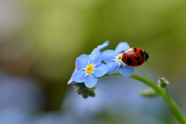 Ladybug sitting on forget-me-nots