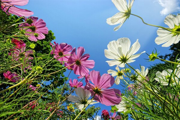 Schöne Blumen auf Himmelshintergrund