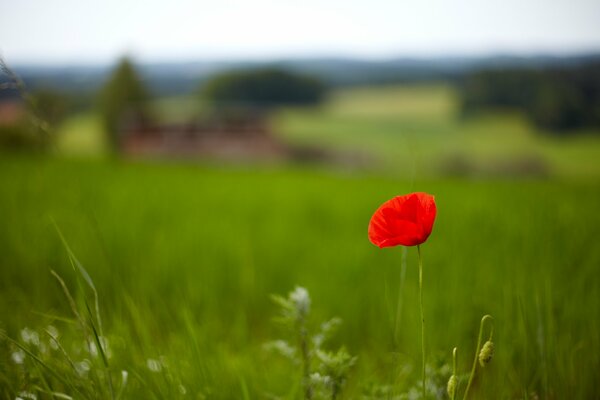 Im grünen Feld sind Mohn und Gras